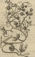An illustration from Museum Museorum, Oder Vollständige Schau-Bühne Aller Materialien und Specereÿen: Nebst deren Natürlichen Beschreibung/ Election, Nutzen und Gebrauch/ Aus andern Material- Kunst- und Naturalien-Kammern/ Oost- und West-Indischen Reiß-Beschreibungen/ Curiosen Zeit- und Tag-Registern/ Natur- und Artzney-Kündigern/ wie auch selbst-eigenen Erfahrung ... (1704)