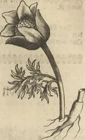 An illustration from Museum Museorum, Oder Vollständige Schau-Bühne Aller Materialien und Specereÿen: Nebst deren Natürlichen Beschreibung/ Election, Nutzen und Gebrauch/ Aus andern Material- Kunst- und Naturalien-Kammern/ Oost- und West-Indischen Reiß-Beschreibungen/ Curiosen Zeit- und Tag-Registern/ Natur- und Artzney-Kündigern/ wie auch selbst-eigenen Erfahrung ... (1704)