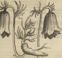 An illustration from Museum Museorum, Oder Vollständige Schau-Bühne Aller Materialien und Specereÿen: Nebst deren Natürlichen Beschreibung/ Election, Nutzen und Gebrauch/ Aus andern Material- Kunst- und Naturalien-Kammern/ Oost- und West-Indischen Reiß-Beschreibungen/ Curiosen Zeit- und Tag-Registern/ Natur- und Artzney-Kündigern/ wie auch selbst-eigenen Erfahrung ... (1704)