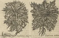 An illustration from Museum Museorum, Oder Vollständige Schau-Bühne Aller Materialien und Specereÿen: Nebst deren Natürlichen Beschreibung/ Election, Nutzen und Gebrauch/ Aus andern Material- Kunst- und Naturalien-Kammern/ Oost- und West-Indischen Reiß-Beschreibungen/ Curiosen Zeit- und Tag-Registern/ Natur- und Artzney-Kündigern/ wie auch selbst-eigenen Erfahrung ... (1704)