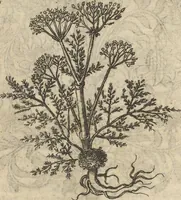 An illustration from Museum Museorum, Oder Vollständige Schau-Bühne Aller Materialien und Specereÿen: Nebst deren Natürlichen Beschreibung/ Election, Nutzen und Gebrauch/ Aus andern Material- Kunst- und Naturalien-Kammern/ Oost- und West-Indischen Reiß-Beschreibungen/ Curiosen Zeit- und Tag-Registern/ Natur- und Artzney-Kündigern/ wie auch selbst-eigenen Erfahrung ... (1704)