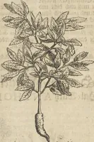 An illustration from Museum Museorum, Oder Vollständige Schau-Bühne Aller Materialien und Specereÿen: Nebst deren Natürlichen Beschreibung/ Election, Nutzen und Gebrauch/ Aus andern Material- Kunst- und Naturalien-Kammern/ Oost- und West-Indischen Reiß-Beschreibungen/ Curiosen Zeit- und Tag-Registern/ Natur- und Artzney-Kündigern/ wie auch selbst-eigenen Erfahrung ... (1704)