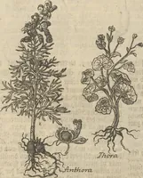 An illustration from Museum Museorum, Oder Vollständige Schau-Bühne Aller Materialien und Specereÿen: Nebst deren Natürlichen Beschreibung/ Election, Nutzen und Gebrauch/ Aus andern Material- Kunst- und Naturalien-Kammern/ Oost- und West-Indischen Reiß-Beschreibungen/ Curiosen Zeit- und Tag-Registern/ Natur- und Artzney-Kündigern/ wie auch selbst-eigenen Erfahrung ... (1704)