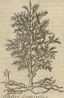 An illustration from Museum Museorum, Oder Vollständige Schau-Bühne Aller Materialien und Specereÿen: Nebst deren Natürlichen Beschreibung/ Election, Nutzen und Gebrauch/ Aus andern Material- Kunst- und Naturalien-Kammern/ Oost- und West-Indischen Reiß-Beschreibungen/ Curiosen Zeit- und Tag-Registern/ Natur- und Artzney-Kündigern/ wie auch selbst-eigenen Erfahrung ... (1704)