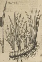 An illustration from Museum Museorum, Oder Vollständige Schau-Bühne Aller Materialien und Specereÿen: Nebst deren Natürlichen Beschreibung/ Election, Nutzen und Gebrauch/ Aus andern Material- Kunst- und Naturalien-Kammern/ Oost- und West-Indischen Reiß-Beschreibungen/ Curiosen Zeit- und Tag-Registern/ Natur- und Artzney-Kündigern/ wie auch selbst-eigenen Erfahrung ... (1704)