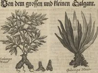 Picture 103 of 284 from Museum Museorum, Oder Vollständige Schau-Bühne Aller Materialien und Specereÿen: Nebst deren Natürlichen Beschreibung/ Election, Nutzen und Gebrauch/ Aus andern Material- Kunst- und Naturalien-Kammern/ Oost- und West-Indischen Reiß-Beschreibungen/ Curiosen Zeit- und Tag-Registern/ Natur- und Artzney-Kündigern/ wie auch selbst-eigenen Erfahrung ... (1704), leaf 222