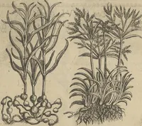 An illustration from Museum Museorum, Oder Vollständige Schau-Bühne Aller Materialien und Specereÿen: Nebst deren Natürlichen Beschreibung/ Election, Nutzen und Gebrauch/ Aus andern Material- Kunst- und Naturalien-Kammern/ Oost- und West-Indischen Reiß-Beschreibungen/ Curiosen Zeit- und Tag-Registern/ Natur- und Artzney-Kündigern/ wie auch selbst-eigenen Erfahrung ... (1704)