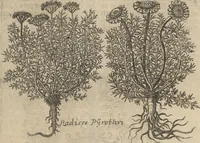 An illustration from Museum Museorum, Oder Vollständige Schau-Bühne Aller Materialien und Specereÿen: Nebst deren Natürlichen Beschreibung/ Election, Nutzen und Gebrauch/ Aus andern Material- Kunst- und Naturalien-Kammern/ Oost- und West-Indischen Reiß-Beschreibungen/ Curiosen Zeit- und Tag-Registern/ Natur- und Artzney-Kündigern/ wie auch selbst-eigenen Erfahrung ... (1704)