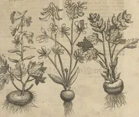 An illustration from Museum Museorum, Oder Vollständige Schau-Bühne Aller Materialien und Specereÿen: Nebst deren Natürlichen Beschreibung/ Election, Nutzen und Gebrauch/ Aus andern Material- Kunst- und Naturalien-Kammern/ Oost- und West-Indischen Reiß-Beschreibungen/ Curiosen Zeit- und Tag-Registern/ Natur- und Artzney-Kündigern/ wie auch selbst-eigenen Erfahrung ... (1704)
