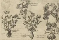 An illustration from Museum Museorum, Oder Vollständige Schau-Bühne Aller Materialien und Specereÿen: Nebst deren Natürlichen Beschreibung/ Election, Nutzen und Gebrauch/ Aus andern Material- Kunst- und Naturalien-Kammern/ Oost- und West-Indischen Reiß-Beschreibungen/ Curiosen Zeit- und Tag-Registern/ Natur- und Artzney-Kündigern/ wie auch selbst-eigenen Erfahrung ... (1704)