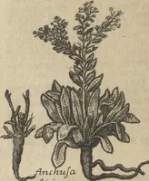 An illustration from Museum Museorum, Oder Vollständige Schau-Bühne Aller Materialien und Specereÿen: Nebst deren Natürlichen Beschreibung/ Election, Nutzen und Gebrauch/ Aus andern Material- Kunst- und Naturalien-Kammern/ Oost- und West-Indischen Reiß-Beschreibungen/ Curiosen Zeit- und Tag-Registern/ Natur- und Artzney-Kündigern/ wie auch selbst-eigenen Erfahrung ... (1704)