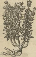 An illustration from Museum Museorum, Oder Vollständige Schau-Bühne Aller Materialien und Specereÿen: Nebst deren Natürlichen Beschreibung/ Election, Nutzen und Gebrauch/ Aus andern Material- Kunst- und Naturalien-Kammern/ Oost- und West-Indischen Reiß-Beschreibungen/ Curiosen Zeit- und Tag-Registern/ Natur- und Artzney-Kündigern/ wie auch selbst-eigenen Erfahrung ... (1704)