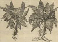An illustration from Museum Museorum, Oder Vollständige Schau-Bühne Aller Materialien und Specereÿen: Nebst deren Natürlichen Beschreibung/ Election, Nutzen und Gebrauch/ Aus andern Material- Kunst- und Naturalien-Kammern/ Oost- und West-Indischen Reiß-Beschreibungen/ Curiosen Zeit- und Tag-Registern/ Natur- und Artzney-Kündigern/ wie auch selbst-eigenen Erfahrung ... (1704)