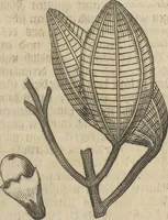 An illustration from Museum Museorum, Oder Vollständige Schau-Bühne Aller Materialien und Specereÿen: Nebst deren Natürlichen Beschreibung/ Election, Nutzen und Gebrauch/ Aus andern Material- Kunst- und Naturalien-Kammern/ Oost- und West-Indischen Reiß-Beschreibungen/ Curiosen Zeit- und Tag-Registern/ Natur- und Artzney-Kündigern/ wie auch selbst-eigenen Erfahrung ... (1704)