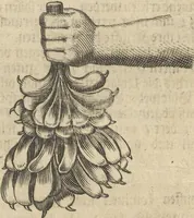 Picture 117 of 284 from Museum Museorum, Oder Vollständige Schau-Bühne Aller Materialien und Specereÿen: Nebst deren Natürlichen Beschreibung/ Election, Nutzen und Gebrauch/ Aus andern Material- Kunst- und Naturalien-Kammern/ Oost- und West-Indischen Reiß-Beschreibungen/ Curiosen Zeit- und Tag-Registern/ Natur- und Artzney-Kündigern/ wie auch selbst-eigenen Erfahrung ... (1704), leaf 247
