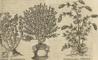 An illustration from Museum Museorum, Oder Vollständige Schau-Bühne Aller Materialien und Specereÿen: Nebst deren Natürlichen Beschreibung/ Election, Nutzen und Gebrauch/ Aus andern Material- Kunst- und Naturalien-Kammern/ Oost- und West-Indischen Reiß-Beschreibungen/ Curiosen Zeit- und Tag-Registern/ Natur- und Artzney-Kündigern/ wie auch selbst-eigenen Erfahrung ... (1704)