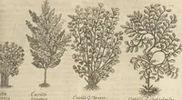 An illustration from Museum Museorum, Oder Vollständige Schau-Bühne Aller Materialien und Specereÿen: Nebst deren Natürlichen Beschreibung/ Election, Nutzen und Gebrauch/ Aus andern Material- Kunst- und Naturalien-Kammern/ Oost- und West-Indischen Reiß-Beschreibungen/ Curiosen Zeit- und Tag-Registern/ Natur- und Artzney-Kündigern/ wie auch selbst-eigenen Erfahrung ... (1704)