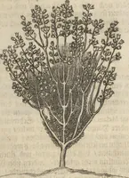 An illustration from Museum Museorum, Oder Vollständige Schau-Bühne Aller Materialien und Specereÿen: Nebst deren Natürlichen Beschreibung/ Election, Nutzen und Gebrauch/ Aus andern Material- Kunst- und Naturalien-Kammern/ Oost- und West-Indischen Reiß-Beschreibungen/ Curiosen Zeit- und Tag-Registern/ Natur- und Artzney-Kündigern/ wie auch selbst-eigenen Erfahrung ... (1704)