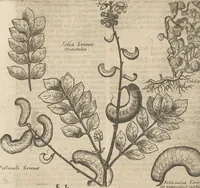 An illustration from Museum Museorum, Oder Vollständige Schau-Bühne Aller Materialien und Specereÿen: Nebst deren Natürlichen Beschreibung/ Election, Nutzen und Gebrauch/ Aus andern Material- Kunst- und Naturalien-Kammern/ Oost- und West-Indischen Reiß-Beschreibungen/ Curiosen Zeit- und Tag-Registern/ Natur- und Artzney-Kündigern/ wie auch selbst-eigenen Erfahrung ... (1704)