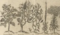 An illustration from Museum Museorum, Oder Vollständige Schau-Bühne Aller Materialien und Specereÿen: Nebst deren Natürlichen Beschreibung/ Election, Nutzen und Gebrauch/ Aus andern Material- Kunst- und Naturalien-Kammern/ Oost- und West-Indischen Reiß-Beschreibungen/ Curiosen Zeit- und Tag-Registern/ Natur- und Artzney-Kündigern/ wie auch selbst-eigenen Erfahrung ... (1704)
