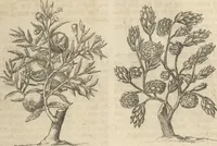 An illustration from Museum Museorum, Oder Vollständige Schau-Bühne Aller Materialien und Specereÿen: Nebst deren Natürlichen Beschreibung/ Election, Nutzen und Gebrauch/ Aus andern Material- Kunst- und Naturalien-Kammern/ Oost- und West-Indischen Reiß-Beschreibungen/ Curiosen Zeit- und Tag-Registern/ Natur- und Artzney-Kündigern/ wie auch selbst-eigenen Erfahrung ... (1704)