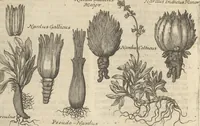 An illustration from Museum Museorum, Oder Vollständige Schau-Bühne Aller Materialien und Specereÿen: Nebst deren Natürlichen Beschreibung/ Election, Nutzen und Gebrauch/ Aus andern Material- Kunst- und Naturalien-Kammern/ Oost- und West-Indischen Reiß-Beschreibungen/ Curiosen Zeit- und Tag-Registern/ Natur- und Artzney-Kündigern/ wie auch selbst-eigenen Erfahrung ... (1704)