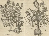 An illustration from Museum Museorum, Oder Vollständige Schau-Bühne Aller Materialien und Specereÿen: Nebst deren Natürlichen Beschreibung/ Election, Nutzen und Gebrauch/ Aus andern Material- Kunst- und Naturalien-Kammern/ Oost- und West-Indischen Reiß-Beschreibungen/ Curiosen Zeit- und Tag-Registern/ Natur- und Artzney-Kündigern/ wie auch selbst-eigenen Erfahrung ... (1704)