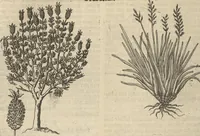 An illustration from Museum Museorum, Oder Vollständige Schau-Bühne Aller Materialien und Specereÿen: Nebst deren Natürlichen Beschreibung/ Election, Nutzen und Gebrauch/ Aus andern Material- Kunst- und Naturalien-Kammern/ Oost- und West-Indischen Reiß-Beschreibungen/ Curiosen Zeit- und Tag-Registern/ Natur- und Artzney-Kündigern/ wie auch selbst-eigenen Erfahrung ... (1704)