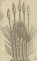 An illustration from Museum Museorum, Oder Vollständige Schau-Bühne Aller Materialien und Specereÿen: Nebst deren Natürlichen Beschreibung/ Election, Nutzen und Gebrauch/ Aus andern Material- Kunst- und Naturalien-Kammern/ Oost- und West-Indischen Reiß-Beschreibungen/ Curiosen Zeit- und Tag-Registern/ Natur- und Artzney-Kündigern/ wie auch selbst-eigenen Erfahrung ... (1704)