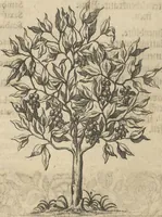 An illustration from Museum Museorum, Oder Vollständige Schau-Bühne Aller Materialien und Specereÿen: Nebst deren Natürlichen Beschreibung/ Election, Nutzen und Gebrauch/ Aus andern Material- Kunst- und Naturalien-Kammern/ Oost- und West-Indischen Reiß-Beschreibungen/ Curiosen Zeit- und Tag-Registern/ Natur- und Artzney-Kündigern/ wie auch selbst-eigenen Erfahrung ... (1704)