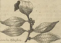An illustration from Museum Museorum, Oder Vollständige Schau-Bühne Aller Materialien und Specereÿen: Nebst deren Natürlichen Beschreibung/ Election, Nutzen und Gebrauch/ Aus andern Material- Kunst- und Naturalien-Kammern/ Oost- und West-Indischen Reiß-Beschreibungen/ Curiosen Zeit- und Tag-Registern/ Natur- und Artzney-Kündigern/ wie auch selbst-eigenen Erfahrung ... (1704)