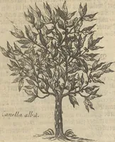An illustration from Museum Museorum, Oder Vollständige Schau-Bühne Aller Materialien und Specereÿen: Nebst deren Natürlichen Beschreibung/ Election, Nutzen und Gebrauch/ Aus andern Material- Kunst- und Naturalien-Kammern/ Oost- und West-Indischen Reiß-Beschreibungen/ Curiosen Zeit- und Tag-Registern/ Natur- und Artzney-Kündigern/ wie auch selbst-eigenen Erfahrung ... (1704)