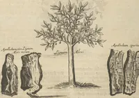 An illustration from Museum Museorum, Oder Vollständige Schau-Bühne Aller Materialien und Specereÿen: Nebst deren Natürlichen Beschreibung/ Election, Nutzen und Gebrauch/ Aus andern Material- Kunst- und Naturalien-Kammern/ Oost- und West-Indischen Reiß-Beschreibungen/ Curiosen Zeit- und Tag-Registern/ Natur- und Artzney-Kündigern/ wie auch selbst-eigenen Erfahrung ... (1704)