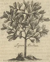 An illustration from Museum Museorum, Oder Vollständige Schau-Bühne Aller Materialien und Specereÿen: Nebst deren Natürlichen Beschreibung/ Election, Nutzen und Gebrauch/ Aus andern Material- Kunst- und Naturalien-Kammern/ Oost- und West-Indischen Reiß-Beschreibungen/ Curiosen Zeit- und Tag-Registern/ Natur- und Artzney-Kündigern/ wie auch selbst-eigenen Erfahrung ... (1704)