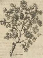 An illustration from Museum Museorum, Oder Vollständige Schau-Bühne Aller Materialien und Specereÿen: Nebst deren Natürlichen Beschreibung/ Election, Nutzen und Gebrauch/ Aus andern Material- Kunst- und Naturalien-Kammern/ Oost- und West-Indischen Reiß-Beschreibungen/ Curiosen Zeit- und Tag-Registern/ Natur- und Artzney-Kündigern/ wie auch selbst-eigenen Erfahrung ... (1704)