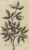 An illustration from Museum Museorum, Oder Vollständige Schau-Bühne Aller Materialien und Specereÿen: Nebst deren Natürlichen Beschreibung/ Election, Nutzen und Gebrauch/ Aus andern Material- Kunst- und Naturalien-Kammern/ Oost- und West-Indischen Reiß-Beschreibungen/ Curiosen Zeit- und Tag-Registern/ Natur- und Artzney-Kündigern/ wie auch selbst-eigenen Erfahrung ... (1704)