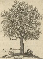 An illustration from Museum Museorum, Oder Vollständige Schau-Bühne Aller Materialien und Specereÿen: Nebst deren Natürlichen Beschreibung/ Election, Nutzen und Gebrauch/ Aus andern Material- Kunst- und Naturalien-Kammern/ Oost- und West-Indischen Reiß-Beschreibungen/ Curiosen Zeit- und Tag-Registern/ Natur- und Artzney-Kündigern/ wie auch selbst-eigenen Erfahrung ... (1704)