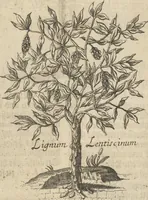 An illustration from Museum Museorum, Oder Vollständige Schau-Bühne Aller Materialien und Specereÿen: Nebst deren Natürlichen Beschreibung/ Election, Nutzen und Gebrauch/ Aus andern Material- Kunst- und Naturalien-Kammern/ Oost- und West-Indischen Reiß-Beschreibungen/ Curiosen Zeit- und Tag-Registern/ Natur- und Artzney-Kündigern/ wie auch selbst-eigenen Erfahrung ... (1704)