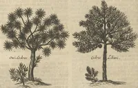 An illustration from Museum Museorum, Oder Vollständige Schau-Bühne Aller Materialien und Specereÿen: Nebst deren Natürlichen Beschreibung/ Election, Nutzen und Gebrauch/ Aus andern Material- Kunst- und Naturalien-Kammern/ Oost- und West-Indischen Reiß-Beschreibungen/ Curiosen Zeit- und Tag-Registern/ Natur- und Artzney-Kündigern/ wie auch selbst-eigenen Erfahrung ... (1704)