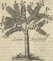 An illustration from Museum Museorum, Oder Vollständige Schau-Bühne Aller Materialien und Specereÿen: Nebst deren Natürlichen Beschreibung/ Election, Nutzen und Gebrauch/ Aus andern Material- Kunst- und Naturalien-Kammern/ Oost- und West-Indischen Reiß-Beschreibungen/ Curiosen Zeit- und Tag-Registern/ Natur- und Artzney-Kündigern/ wie auch selbst-eigenen Erfahrung ... (1704)