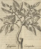 An illustration from Museum Museorum, Oder Vollständige Schau-Bühne Aller Materialien und Specereÿen: Nebst deren Natürlichen Beschreibung/ Election, Nutzen und Gebrauch/ Aus andern Material- Kunst- und Naturalien-Kammern/ Oost- und West-Indischen Reiß-Beschreibungen/ Curiosen Zeit- und Tag-Registern/ Natur- und Artzney-Kündigern/ wie auch selbst-eigenen Erfahrung ... (1704)