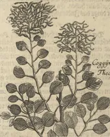 An illustration from Museum Museorum, Oder Vollständige Schau-Bühne Aller Materialien und Specereÿen: Nebst deren Natürlichen Beschreibung/ Election, Nutzen und Gebrauch/ Aus andern Material- Kunst- und Naturalien-Kammern/ Oost- und West-Indischen Reiß-Beschreibungen/ Curiosen Zeit- und Tag-Registern/ Natur- und Artzney-Kündigern/ wie auch selbst-eigenen Erfahrung ... (1704)