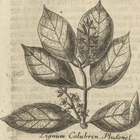 An illustration from Museum Museorum, Oder Vollständige Schau-Bühne Aller Materialien und Specereÿen: Nebst deren Natürlichen Beschreibung/ Election, Nutzen und Gebrauch/ Aus andern Material- Kunst- und Naturalien-Kammern/ Oost- und West-Indischen Reiß-Beschreibungen/ Curiosen Zeit- und Tag-Registern/ Natur- und Artzney-Kündigern/ wie auch selbst-eigenen Erfahrung ... (1704)