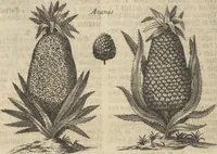 An illustration from Museum Museorum, Oder Vollständige Schau-Bühne Aller Materialien und Specereÿen: Nebst deren Natürlichen Beschreibung/ Election, Nutzen und Gebrauch/ Aus andern Material- Kunst- und Naturalien-Kammern/ Oost- und West-Indischen Reiß-Beschreibungen/ Curiosen Zeit- und Tag-Registern/ Natur- und Artzney-Kündigern/ wie auch selbst-eigenen Erfahrung ... (1704)