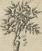 An illustration from Museum Museorum, Oder Vollständige Schau-Bühne Aller Materialien und Specereÿen: Nebst deren Natürlichen Beschreibung/ Election, Nutzen und Gebrauch/ Aus andern Material- Kunst- und Naturalien-Kammern/ Oost- und West-Indischen Reiß-Beschreibungen/ Curiosen Zeit- und Tag-Registern/ Natur- und Artzney-Kündigern/ wie auch selbst-eigenen Erfahrung ... (1704)