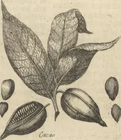 An illustration from Museum Museorum, Oder Vollständige Schau-Bühne Aller Materialien und Specereÿen: Nebst deren Natürlichen Beschreibung/ Election, Nutzen und Gebrauch/ Aus andern Material- Kunst- und Naturalien-Kammern/ Oost- und West-Indischen Reiß-Beschreibungen/ Curiosen Zeit- und Tag-Registern/ Natur- und Artzney-Kündigern/ wie auch selbst-eigenen Erfahrung ... (1704)