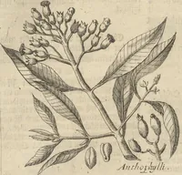 An illustration from Museum Museorum, Oder Vollständige Schau-Bühne Aller Materialien und Specereÿen: Nebst deren Natürlichen Beschreibung/ Election, Nutzen und Gebrauch/ Aus andern Material- Kunst- und Naturalien-Kammern/ Oost- und West-Indischen Reiß-Beschreibungen/ Curiosen Zeit- und Tag-Registern/ Natur- und Artzney-Kündigern/ wie auch selbst-eigenen Erfahrung ... (1704)