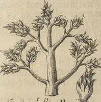 Picture 152 of 284 from Museum Museorum, Oder Vollständige Schau-Bühne Aller Materialien und Specereÿen: Nebst deren Natürlichen Beschreibung/ Election, Nutzen und Gebrauch/ Aus andern Material- Kunst- und Naturalien-Kammern/ Oost- und West-Indischen Reiß-Beschreibungen/ Curiosen Zeit- und Tag-Registern/ Natur- und Artzney-Kündigern/ wie auch selbst-eigenen Erfahrung ... (1704), leaf 330