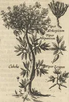 An illustration from Museum Museorum, Oder Vollständige Schau-Bühne Aller Materialien und Specereÿen: Nebst deren Natürlichen Beschreibung/ Election, Nutzen und Gebrauch/ Aus andern Material- Kunst- und Naturalien-Kammern/ Oost- und West-Indischen Reiß-Beschreibungen/ Curiosen Zeit- und Tag-Registern/ Natur- und Artzney-Kündigern/ wie auch selbst-eigenen Erfahrung ... (1704)
