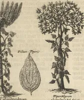 An illustration from Museum Museorum, Oder Vollständige Schau-Bühne Aller Materialien und Specereÿen: Nebst deren Natürlichen Beschreibung/ Election, Nutzen und Gebrauch/ Aus andern Material- Kunst- und Naturalien-Kammern/ Oost- und West-Indischen Reiß-Beschreibungen/ Curiosen Zeit- und Tag-Registern/ Natur- und Artzney-Kündigern/ wie auch selbst-eigenen Erfahrung ... (1704)